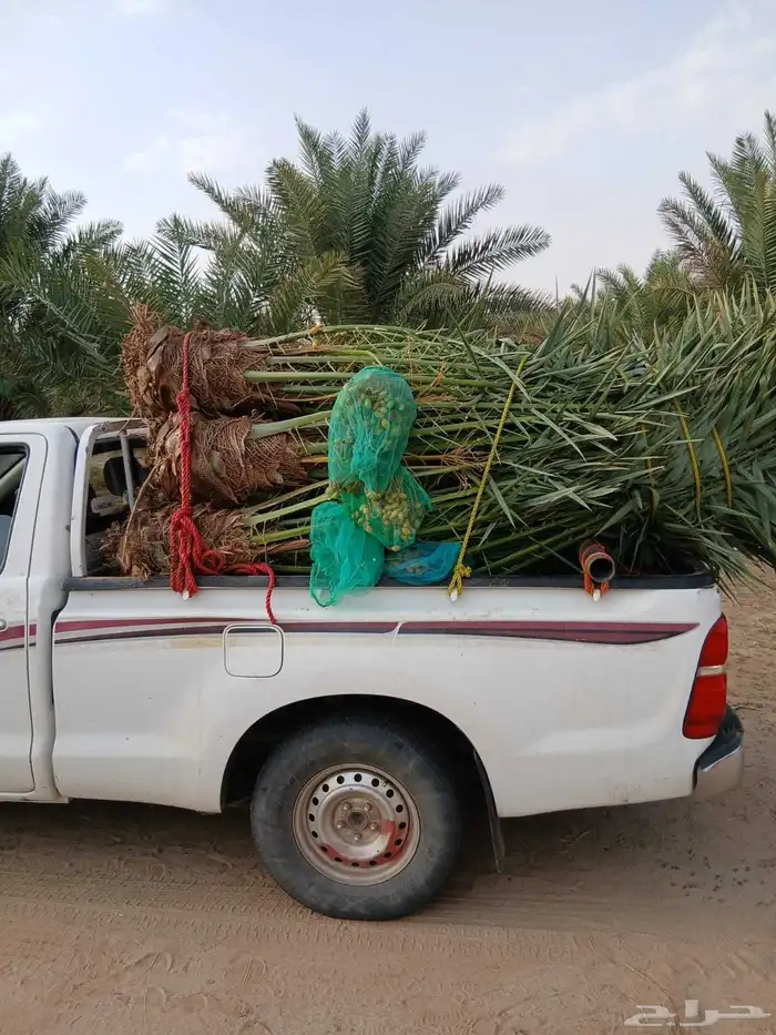 يوجد لدينا جميع أنواع انخيل اللبيع ونوايع فاخره ونخل زينه 5