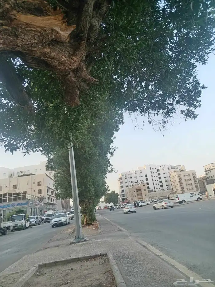معلم قص نخل وشجر بجده 2