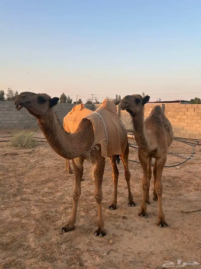 قعود وبكرتين 3
