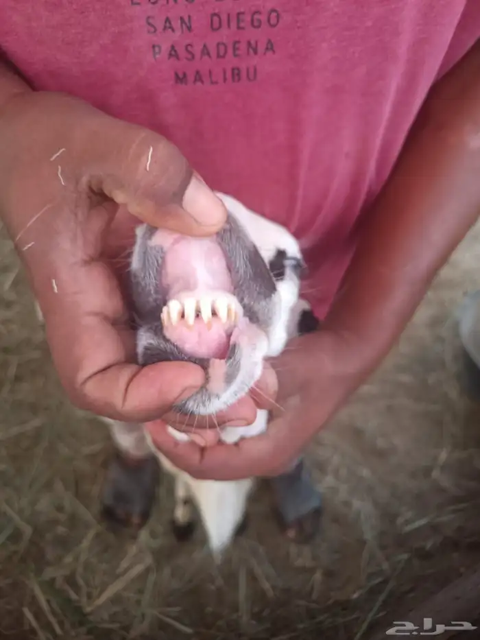 كبش فحل ضراب للبيع او البدل 1