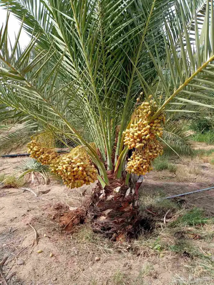 نخل مثمر فاخر للبيع نقايل جثايث فسائل منوعه توريد وزراعه نخي 1
