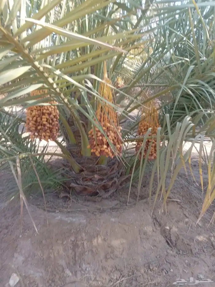 الكميه كبيره الخنل طيب واسعار طيبه 3