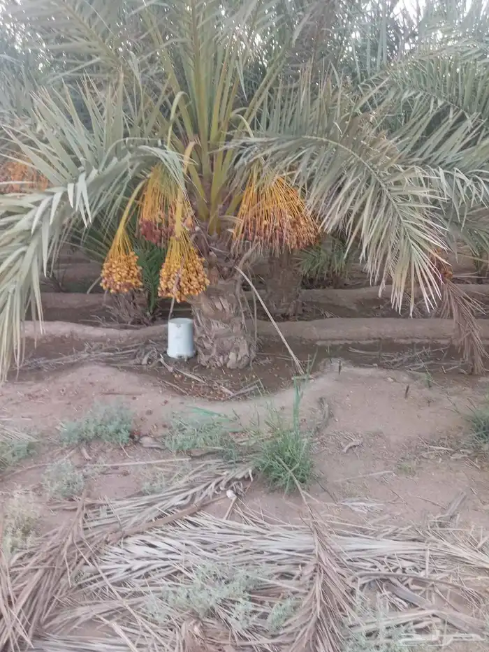 الكميه كبيره الخنل طيب واسعار طيبه 5