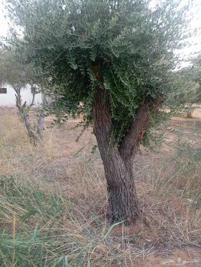 يوجد لدينا زيتون معمر مثمر جميع الأحجام ويوجد وسط ويوجد شتلا 2
