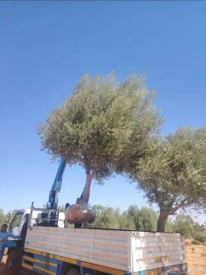 يوجد لدينا زيتون معمر مثمر جميع الأحجام ويوجد وسط ويوجد شتلا 7