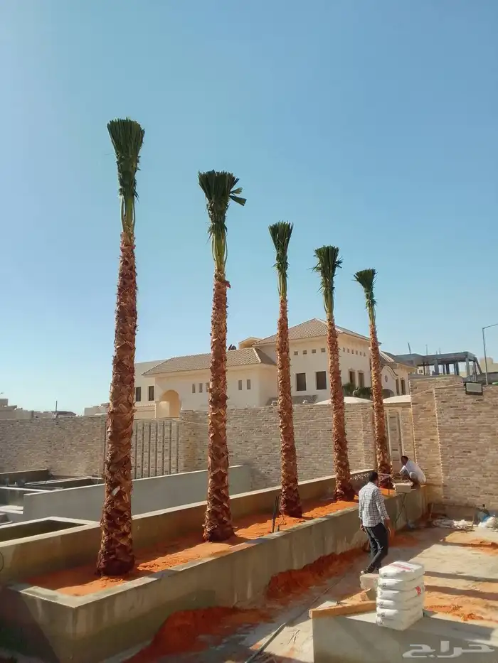 شبوك مزارع ونخيل وزيتون 8