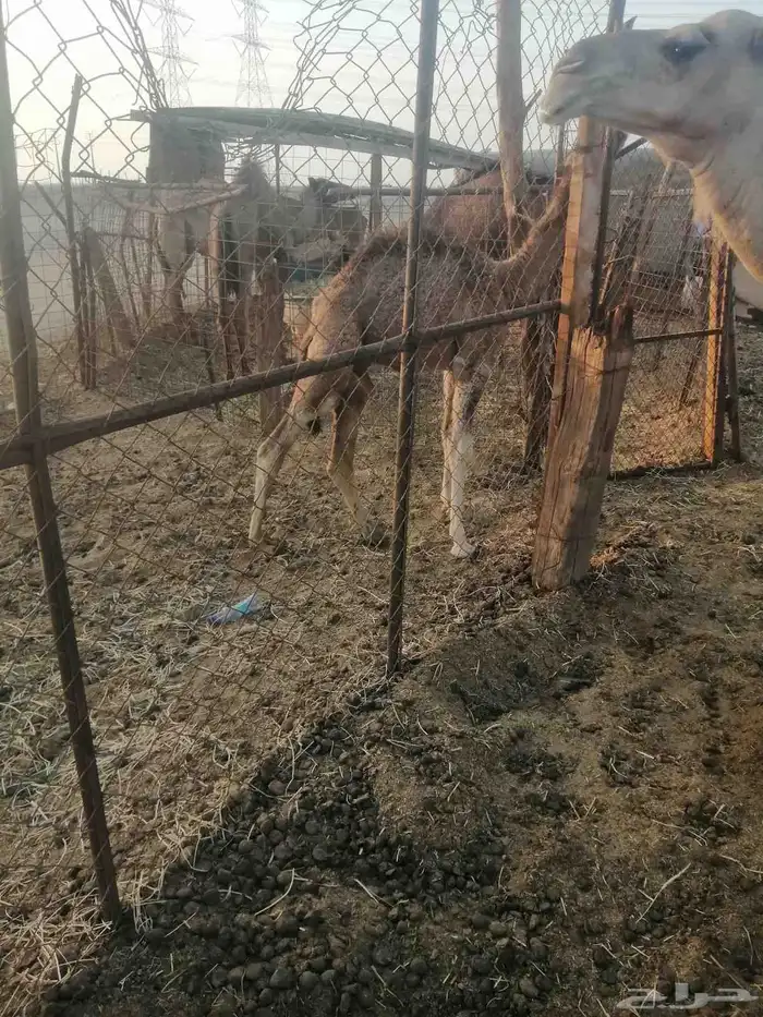 للبيع خلفه منيحه هديه تحتها قعود عمره شهرين 6