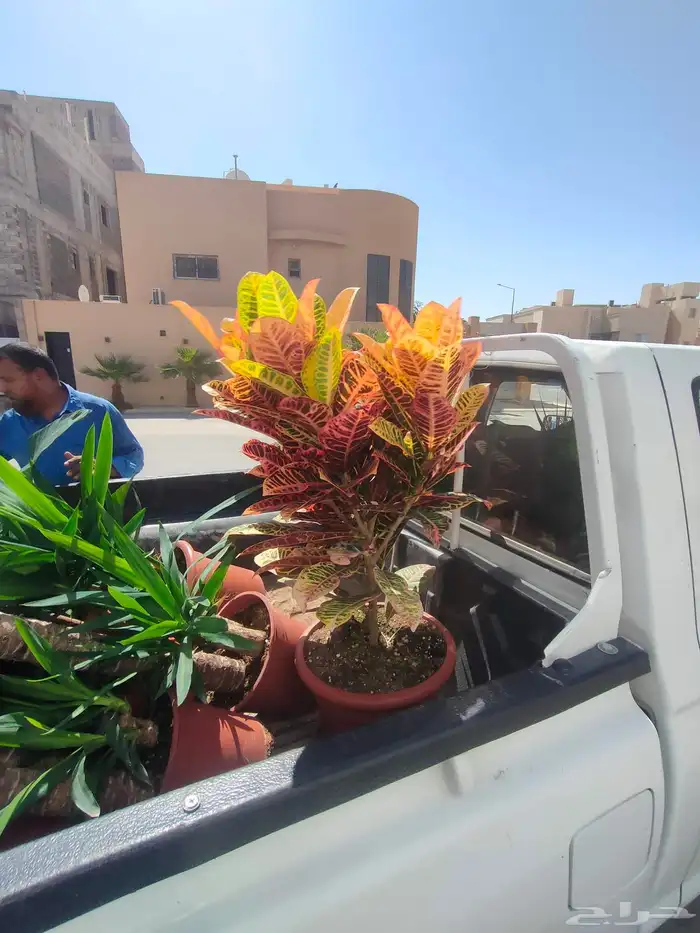 تنسيق حدائق زراعيه 0