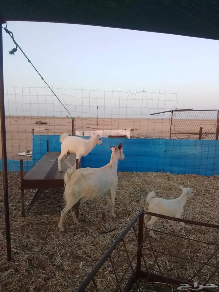 للبيع عنز متاومه جنوبيه 4