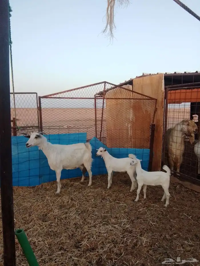 للبيع عنز متاومه جنوبيه 0