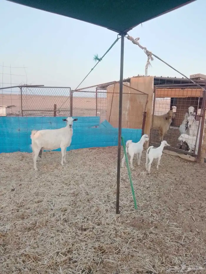 للبيع عنز متاومه جنوبيه 5