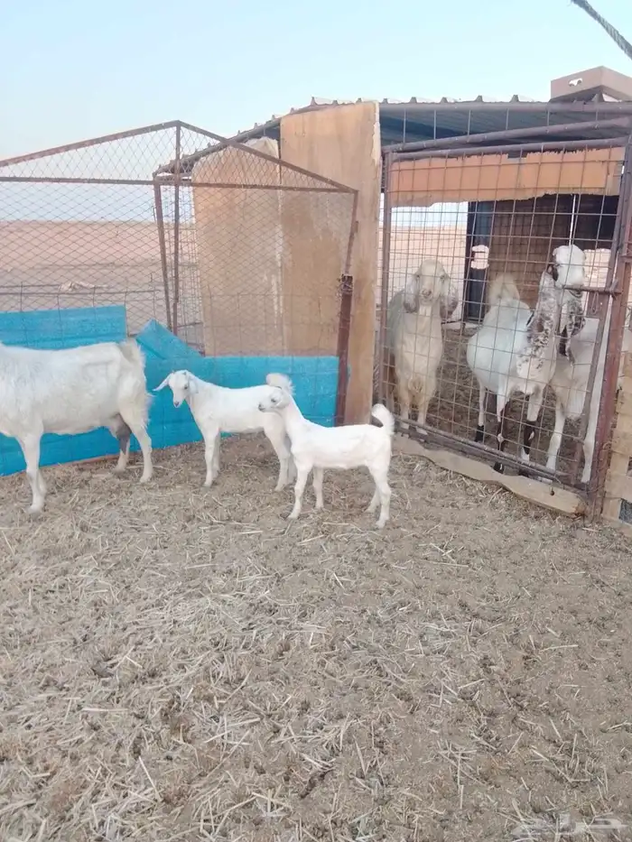للبيع عنز متاومه جنوبيه 1