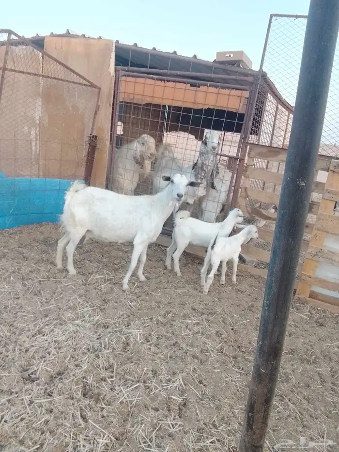 للبيع عنز متاومه جنوبيه 2