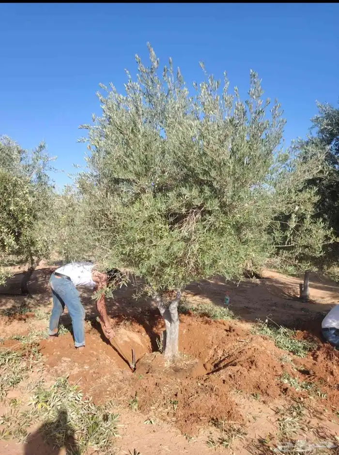 يوجد لدينا زيتون معمر مثمر جميع الأحجام ويوجد وسط ويوجد شتلا 6