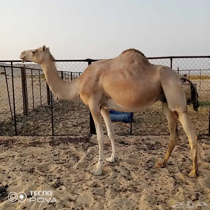 متلي ولدها قريب 1