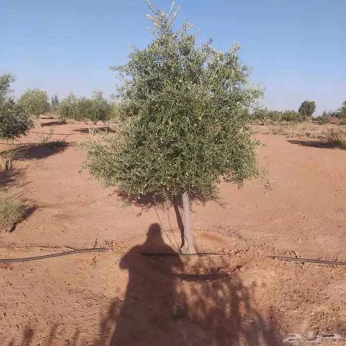 يوجد لدينا زيتون معمر مثمر جميع الأحجام ويوجد وسط ويوجد شتلا 9