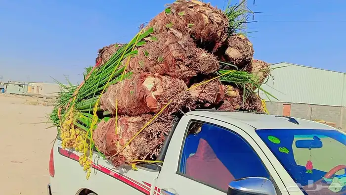 نخيل بجميع انواعه 0