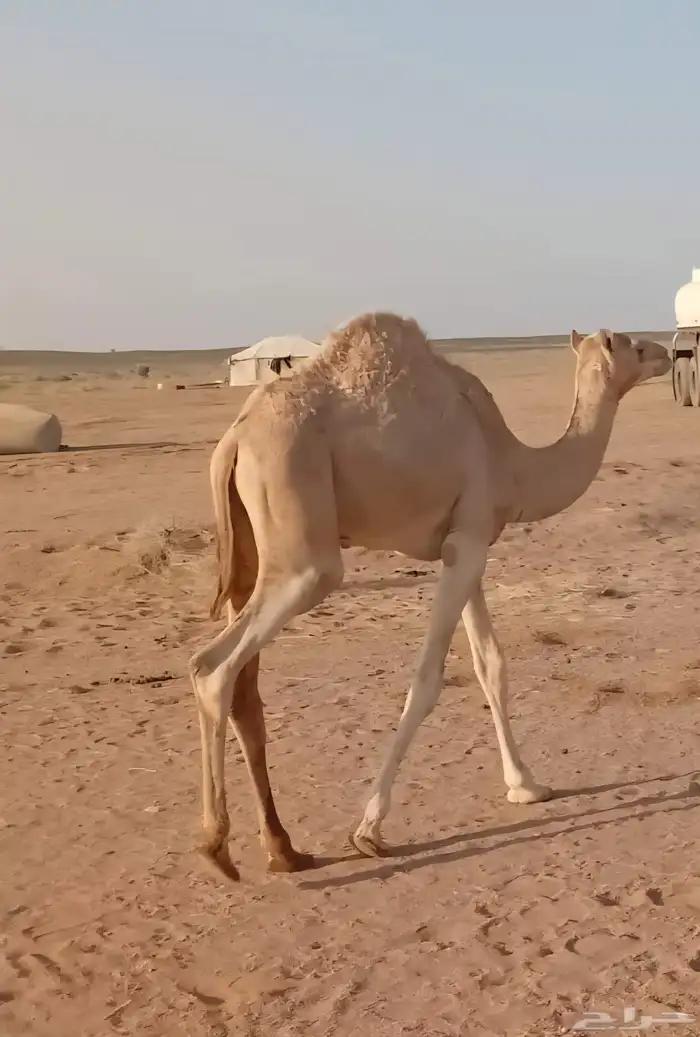 للبيع قعود ولد الحنيش لعبيد سلمان الدوسري من حره مفرود 1