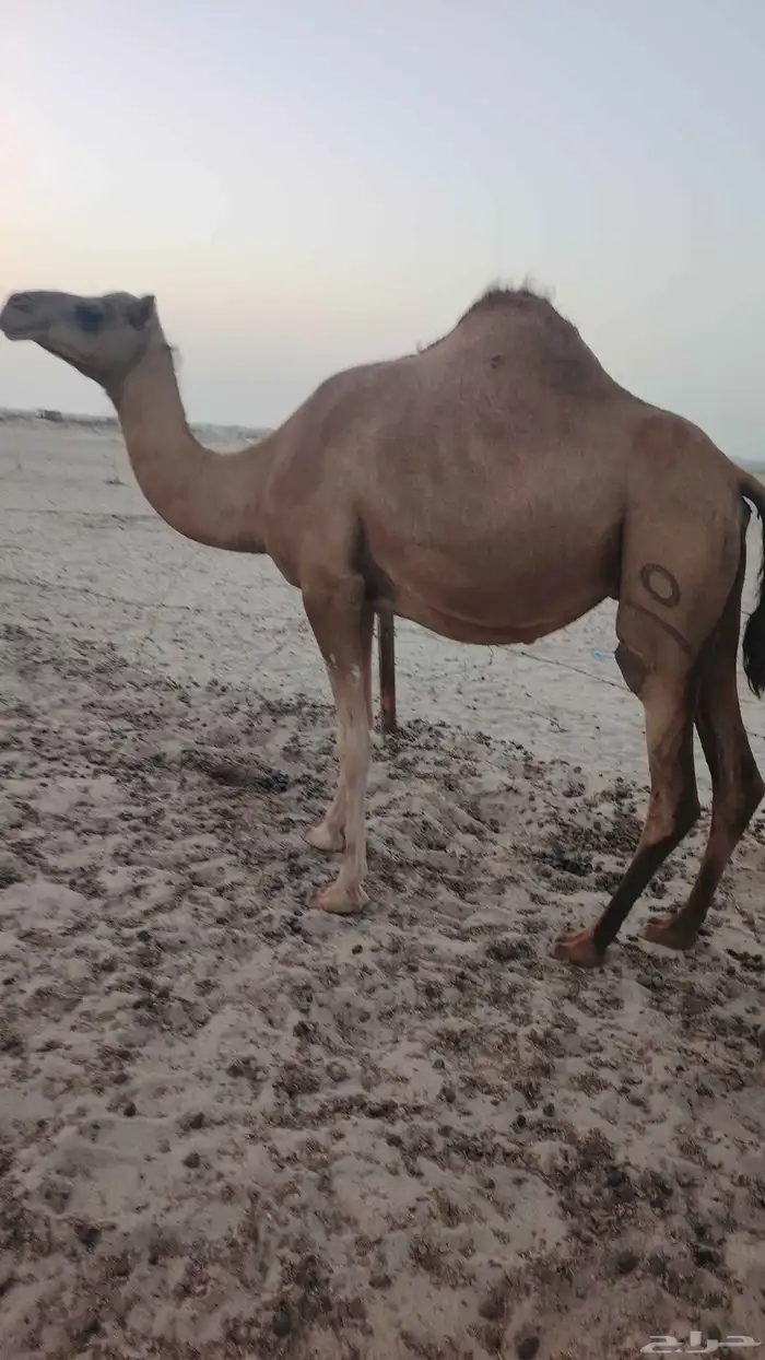 بكرة ساحليه لقاح 1