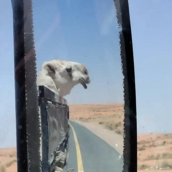 دنه مشاوير أبل   اي موقع داخل المملكة العربية السعو 0