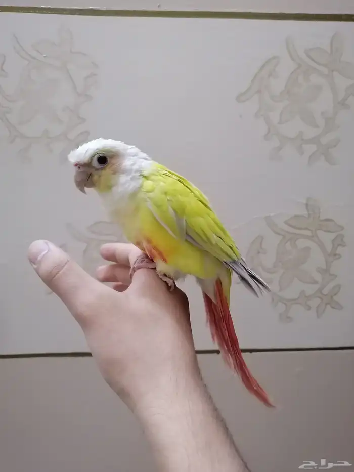 كنيور صن شيك اليف (تم البيع) 3