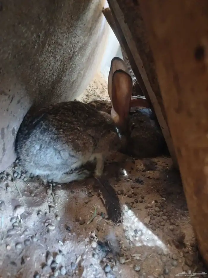 للبيع زوج معز القزم ارنب جبليه زيد طاوس 4