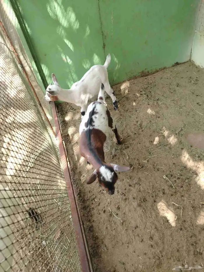 للبيع زوج معز القزم ارنب جبليه زيد طاوس 0