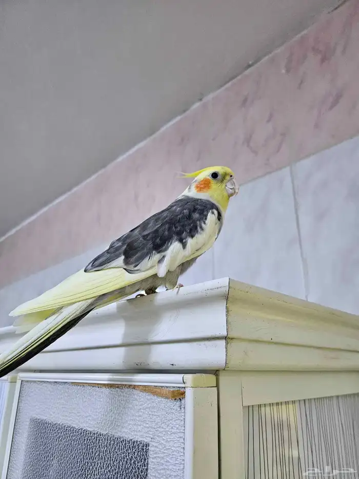 كروان ذكر اليف و بصحة جيدة 1