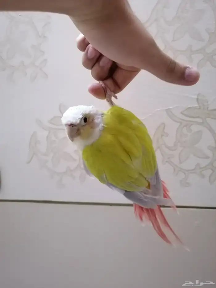 كنيور صن شيك اليف (تم البيع) 1