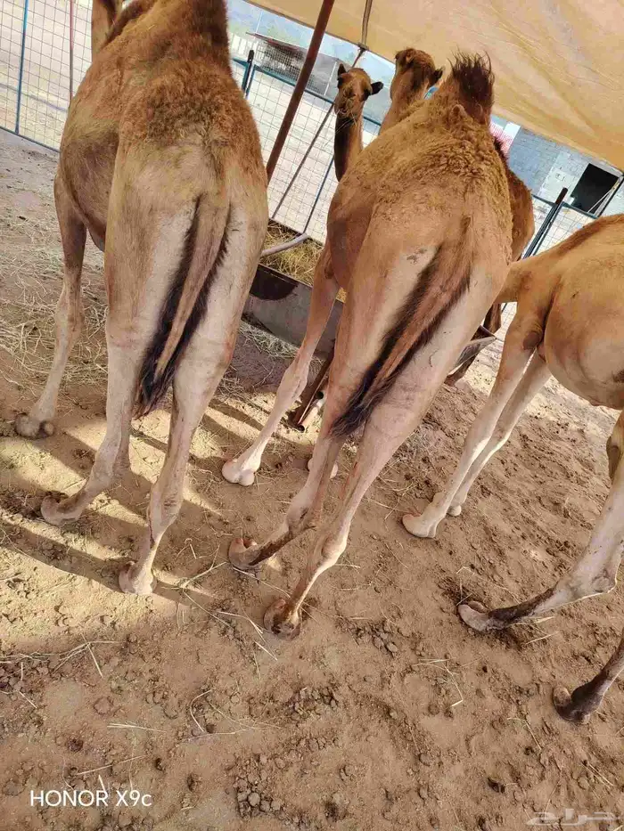 اللي يدور ع القعدان الطيبة والنظيفة والمضمونة وتبيض الوجه 1