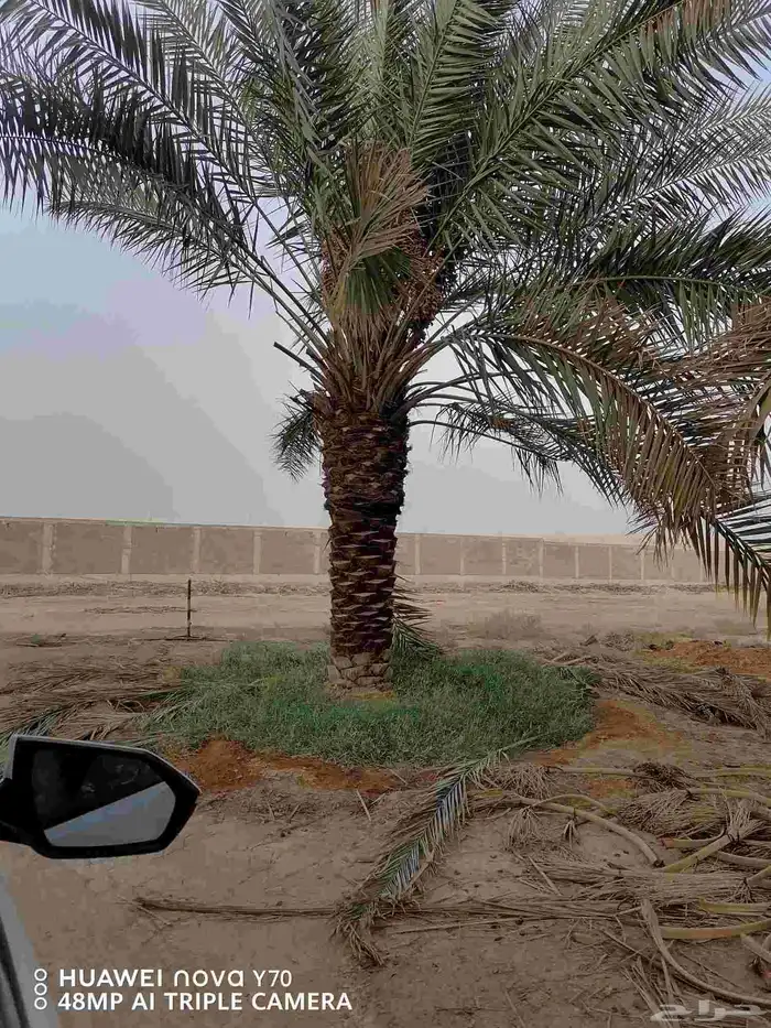 نخيل عربي مثمر للبيع جميع المقاسات والنوايع 6