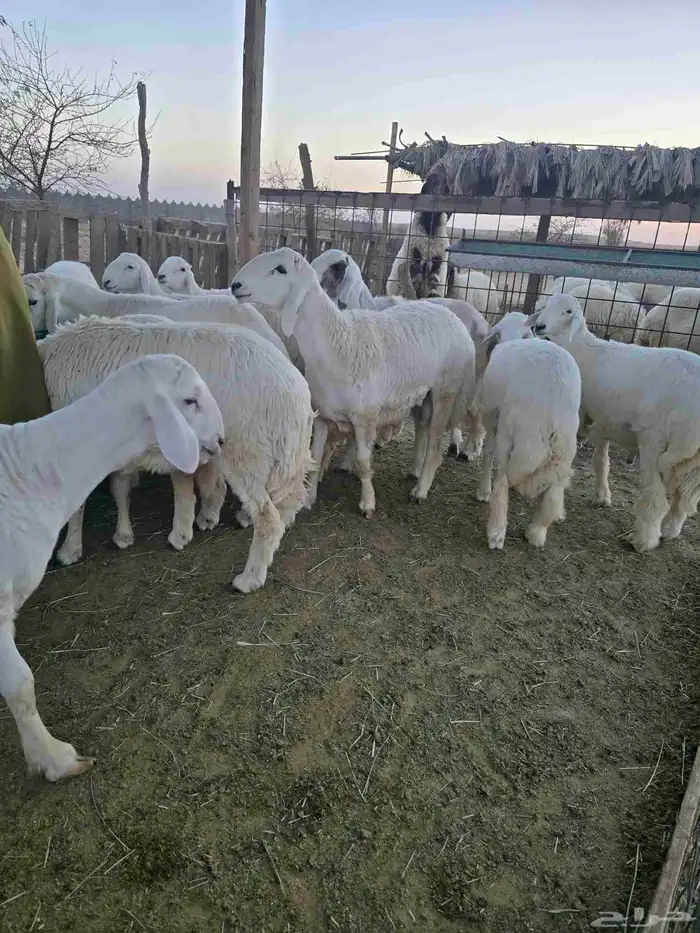 طليان للبيع 4