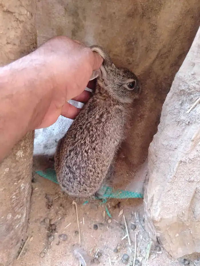 للبيع زوج معز القزم ارنب جبليه زيد طاوس 3