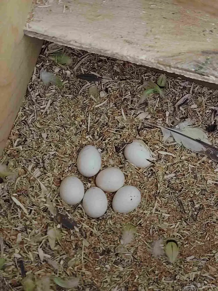 طيور منتجه للبيع 3