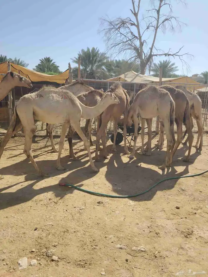 قعدان صومالية مفاريد بسعر مناسب جدا للتفريد والجملة 0
