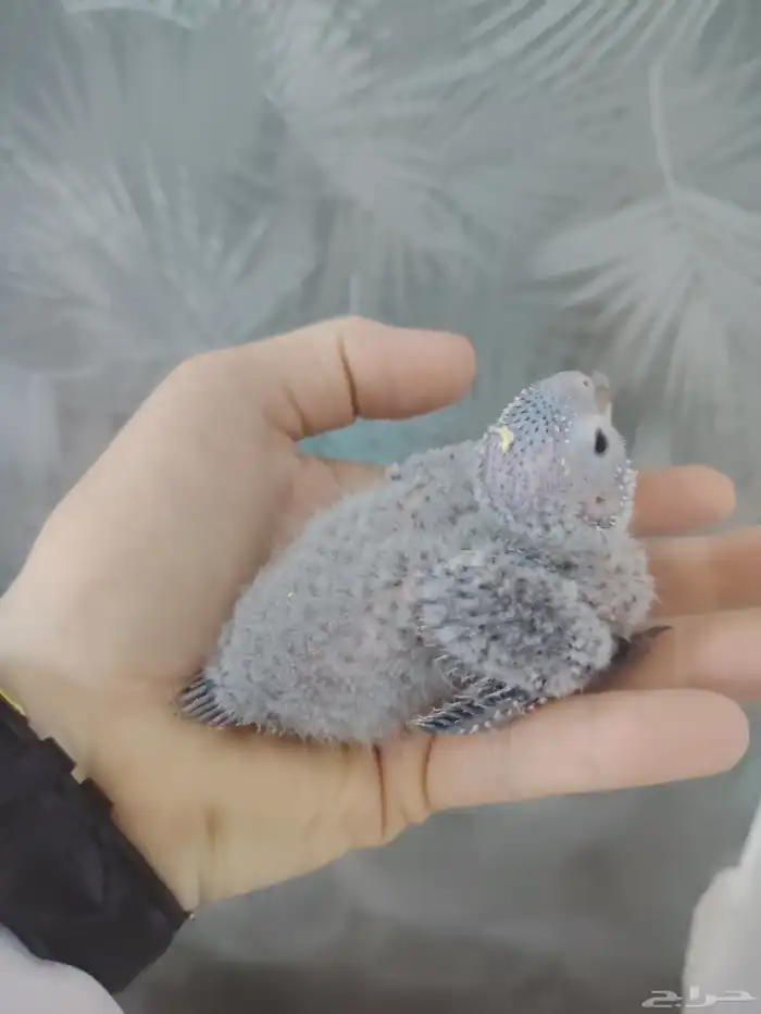 فرخ كنيور بلو شيك ((تم البيع)) 0