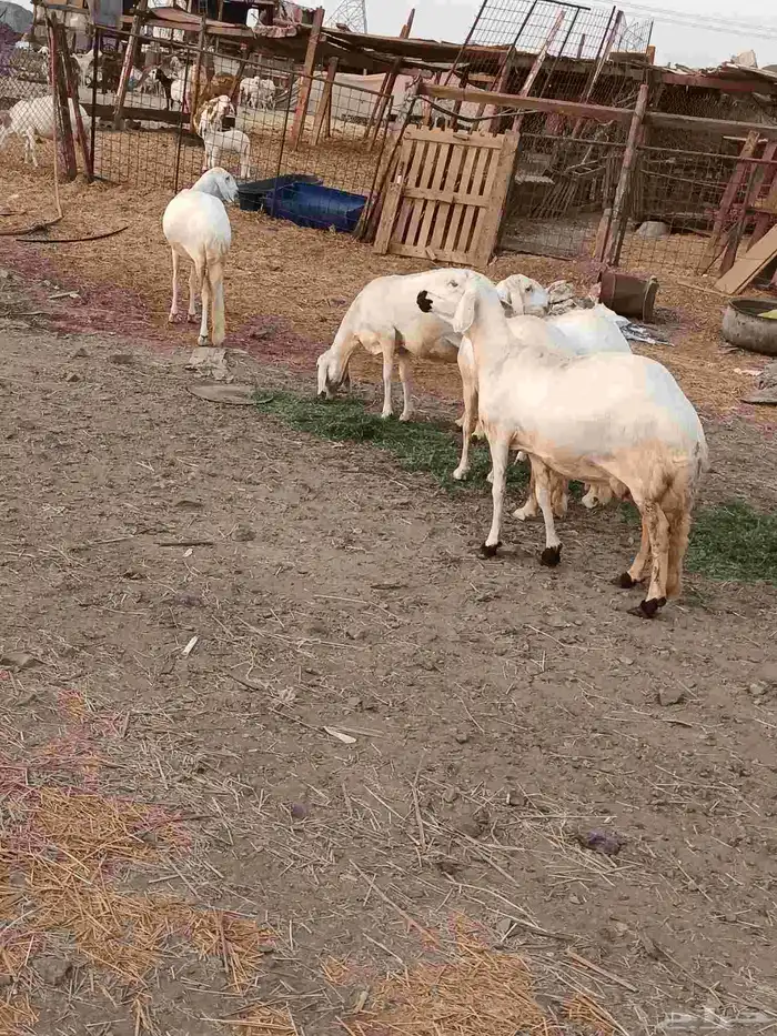 رخال سواكن فواخر 2