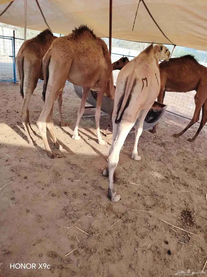 اللي يدور ع القعدان الطيبة والنظيفة والمضمونة وتبيض الوجه 0