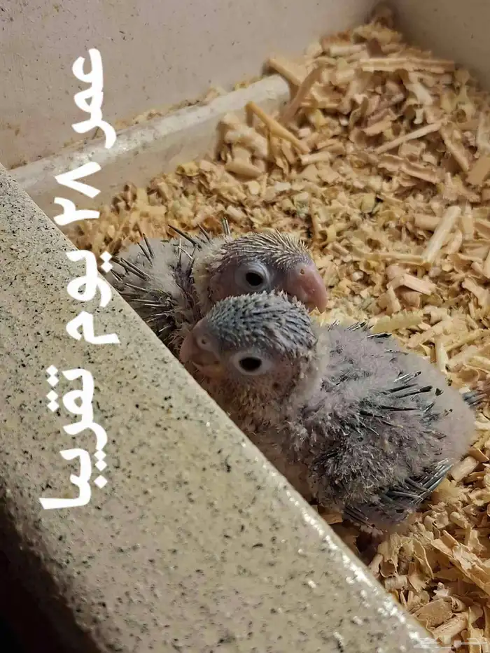 فروخ كنيور يلو سايد 4