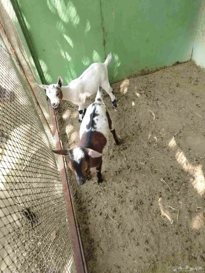 للبيع زوج معز القزم ارنب جبليه زيد طاوس 2