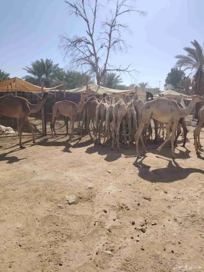 قعدان صومالية مفاريد بسعر مناسب جدا للتفريد والجملة 3
