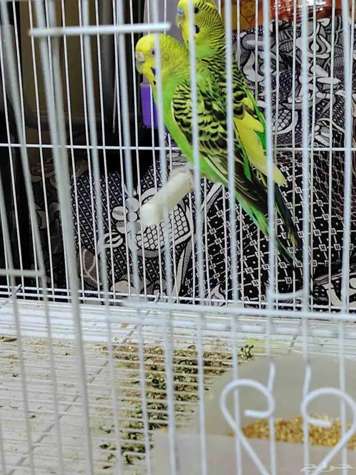 طيور منتجه للبيع 2