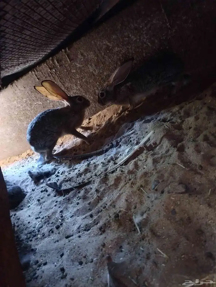 للبيع زوج معز القزم ارنب جبليه زيد طاوس 5