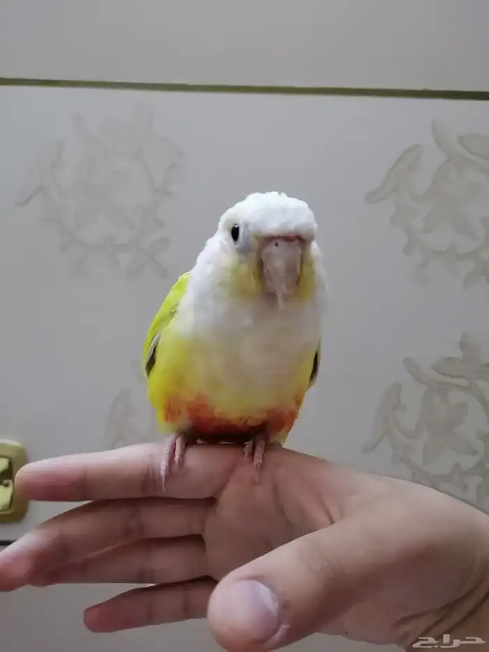 كنيور صن شيك اليف (تم البيع) 4