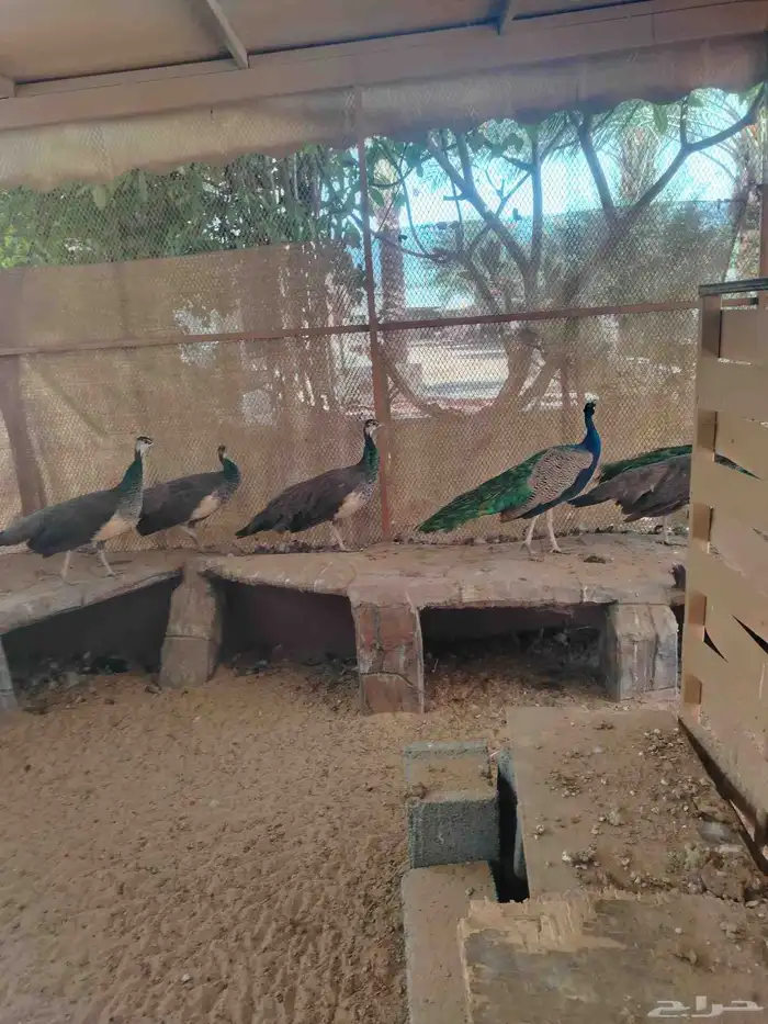 للبيع زوج معز القزم ارنب جبليه زيد طاوس 1