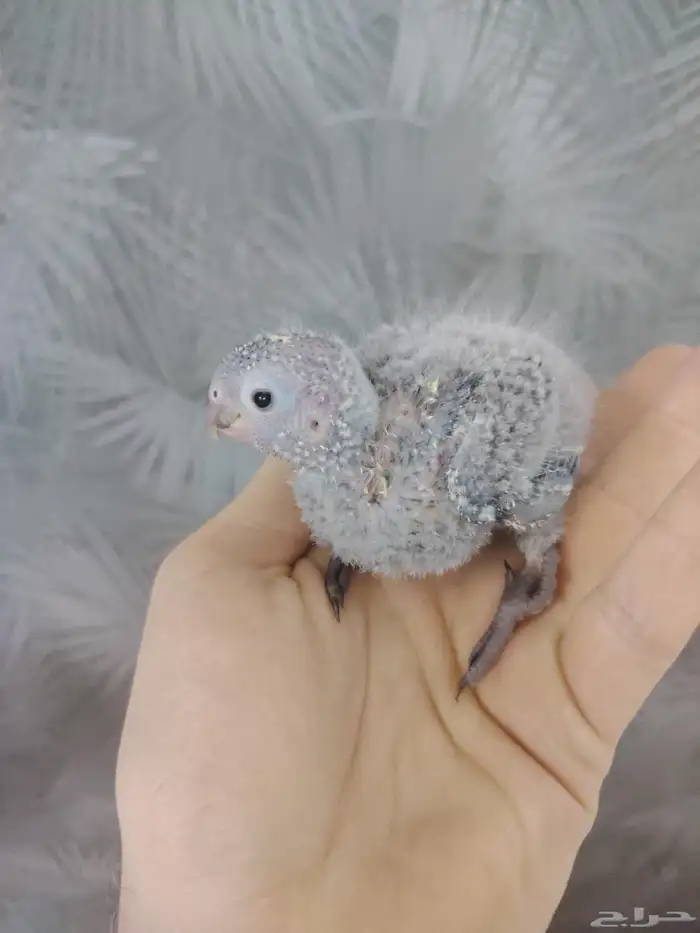 فرخ كنيور بلو شيك ((تم البيع)) 1