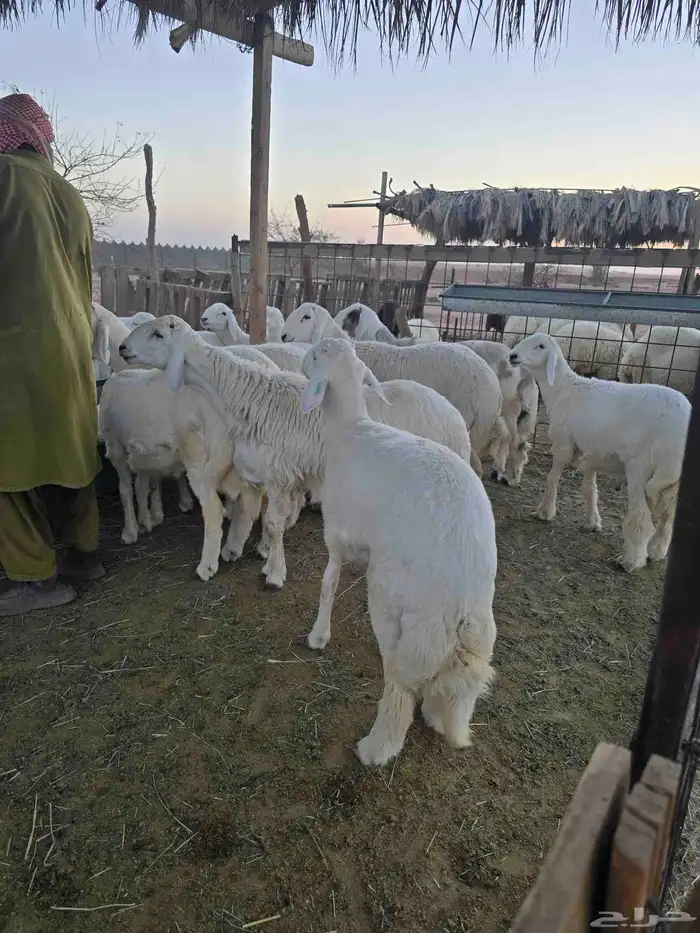 طليان للبيع 3