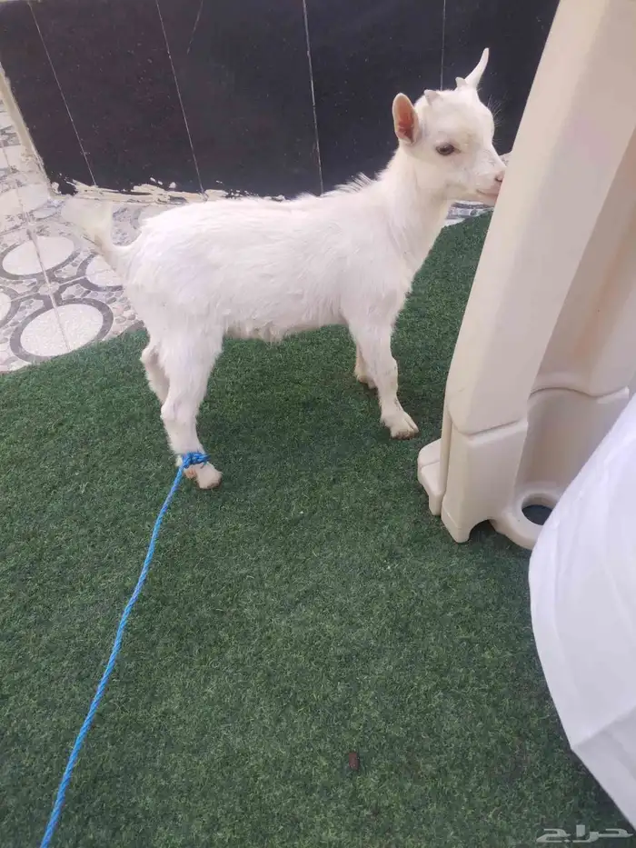 ماعز قزمي بيور العمر شهران تو بادي ياكل 4