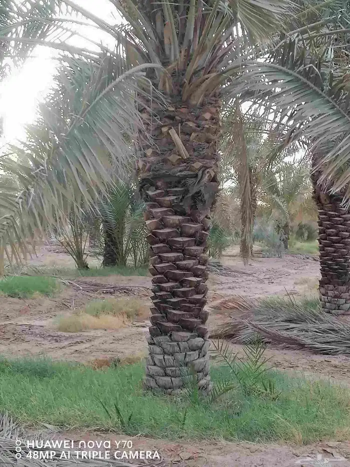 نخيل عربي مثمر للبيع جميع المقاسات والنوايع 0