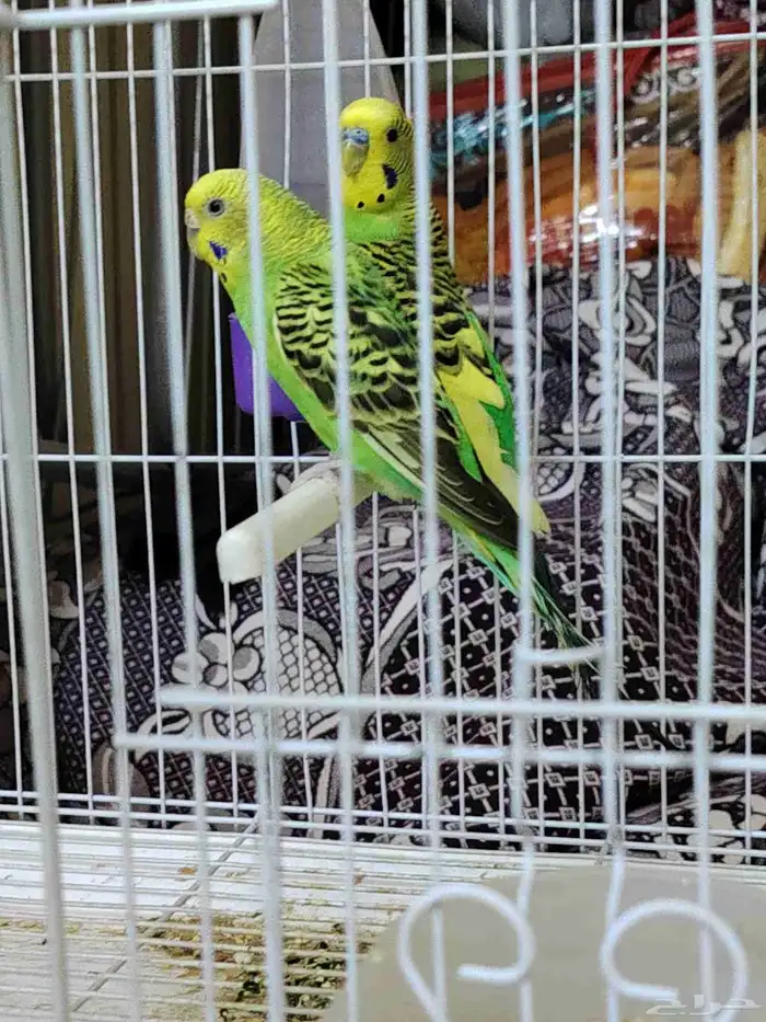 طيور منتجه للبيع 1